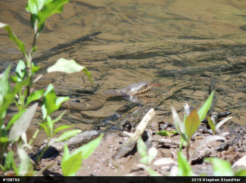 Northern Watersnake