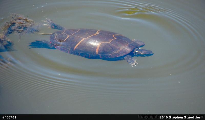 Eastern Painted Turtle