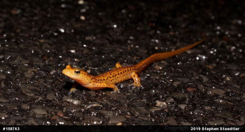Eastern Long-tailed Salamander