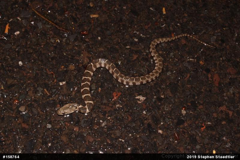 Northern Watersnake