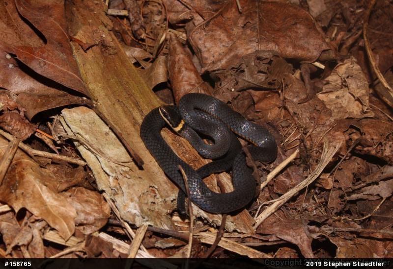 Northern Ring-necked Snake