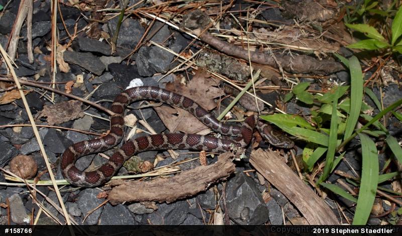 Eastern Milksnake