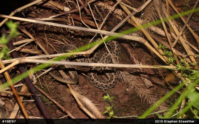 Eastern Gartersnake