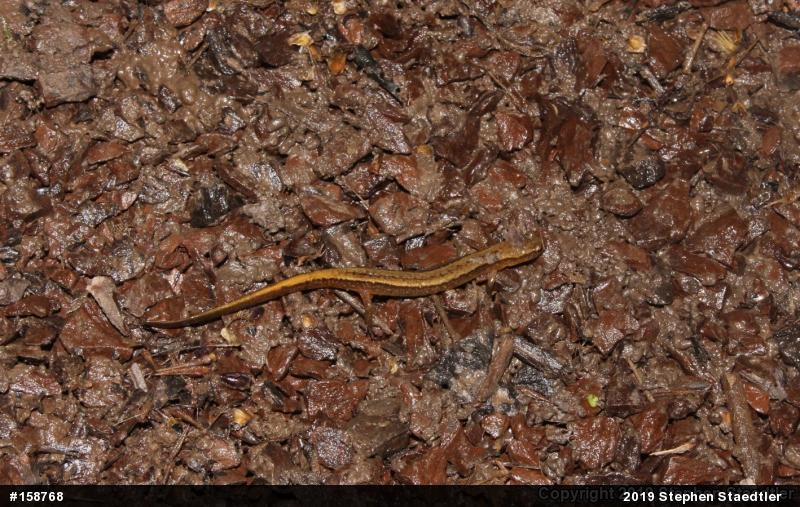 Northern Two-lined Salamander