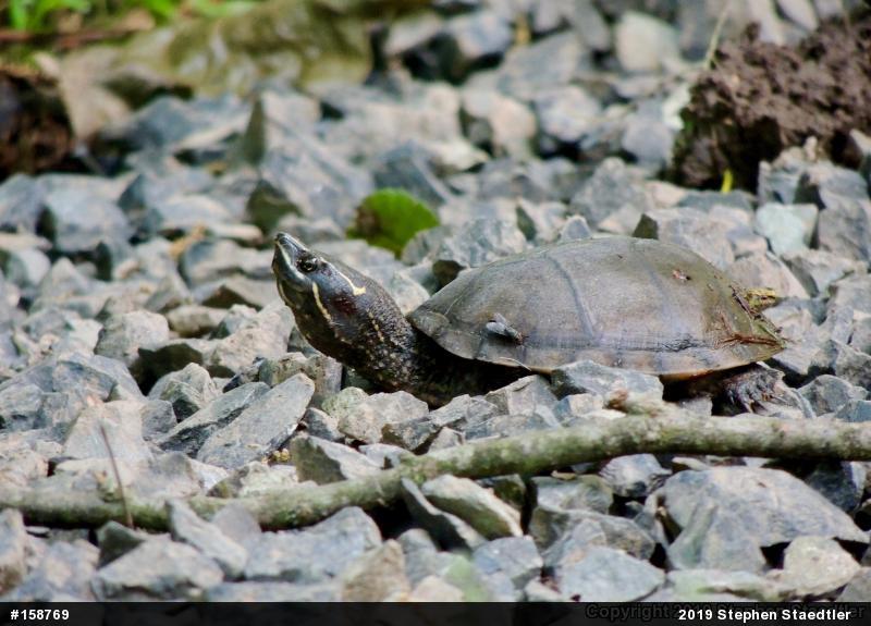Eastern Musk Turtle