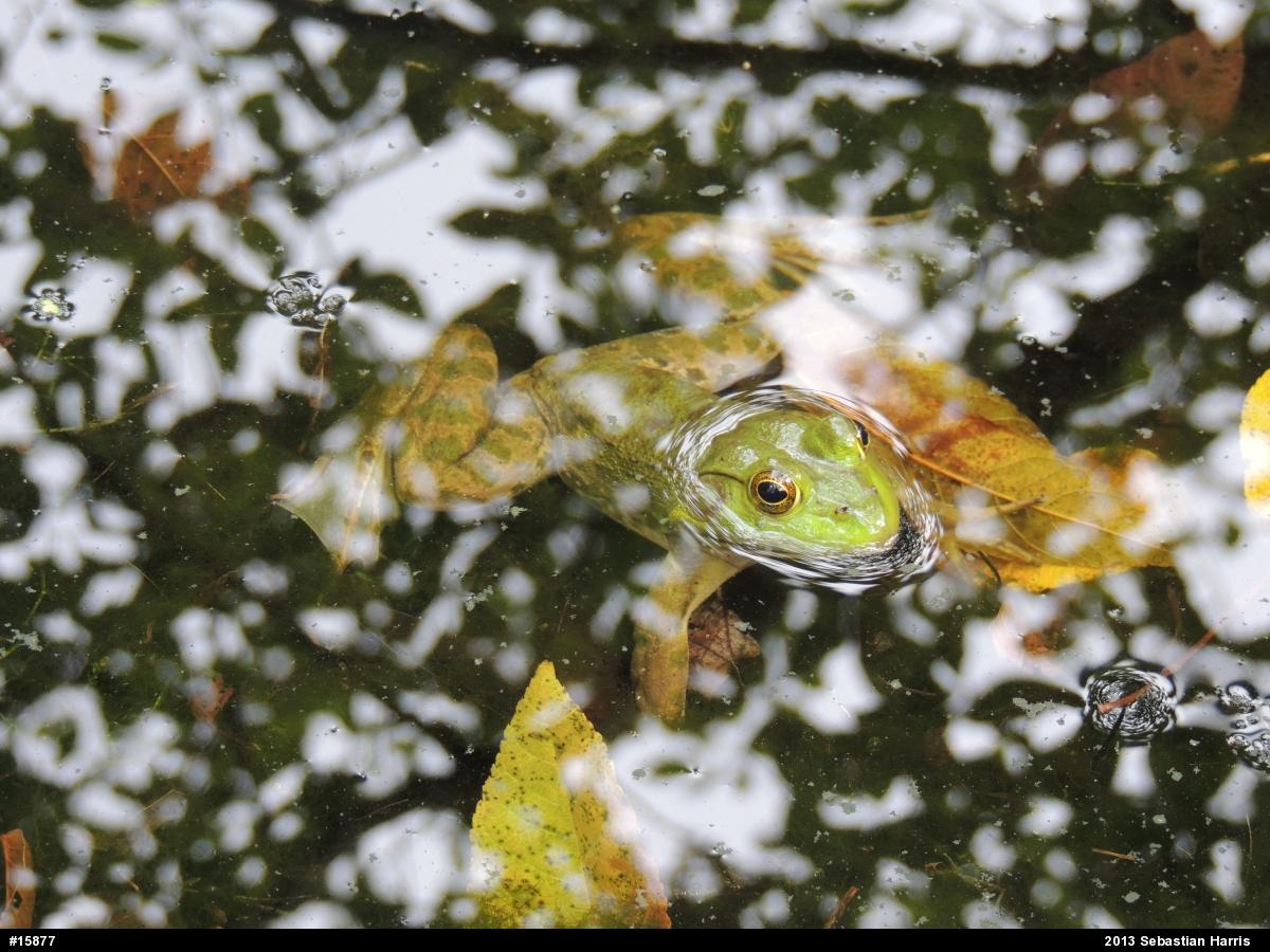 American Bullfrog