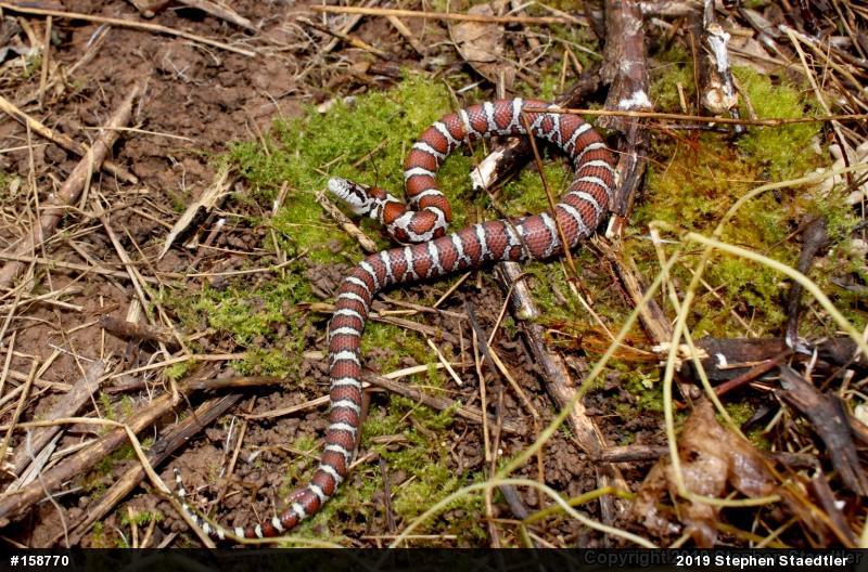 Eastern Milksnake
