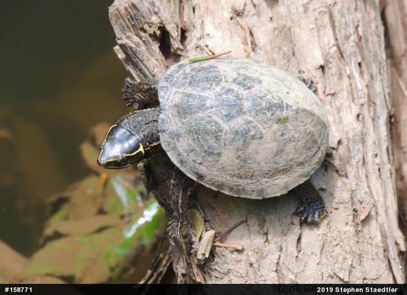 Eastern Musk Turtle