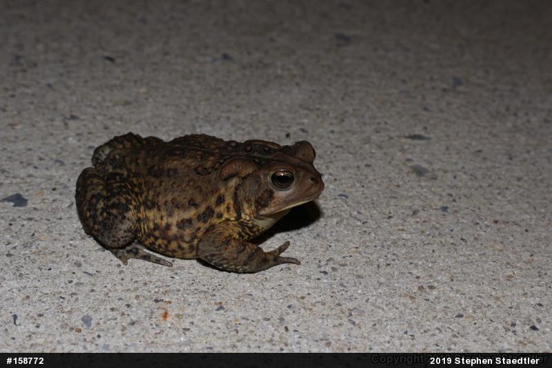 Eastern American Toad