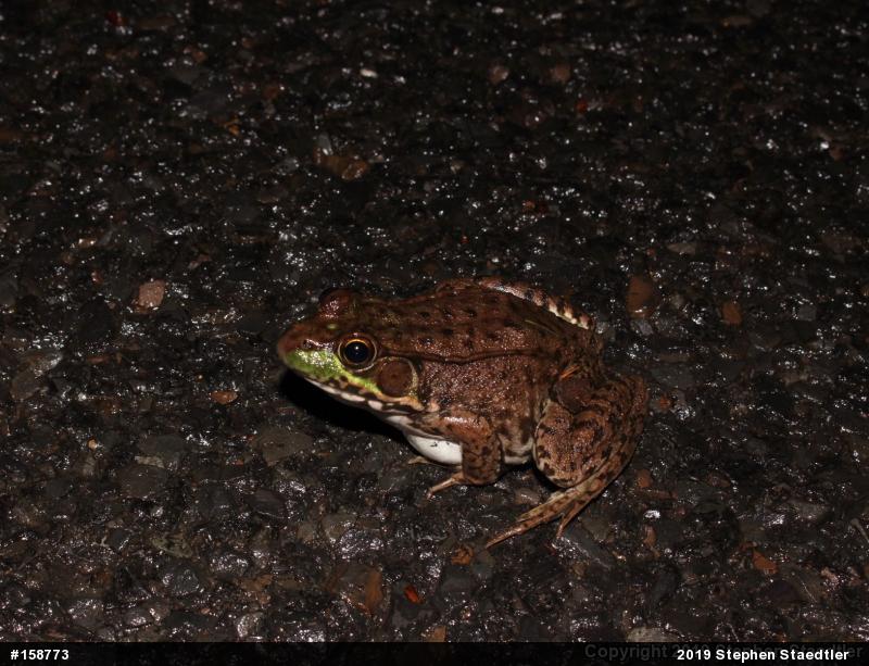 Green Frog