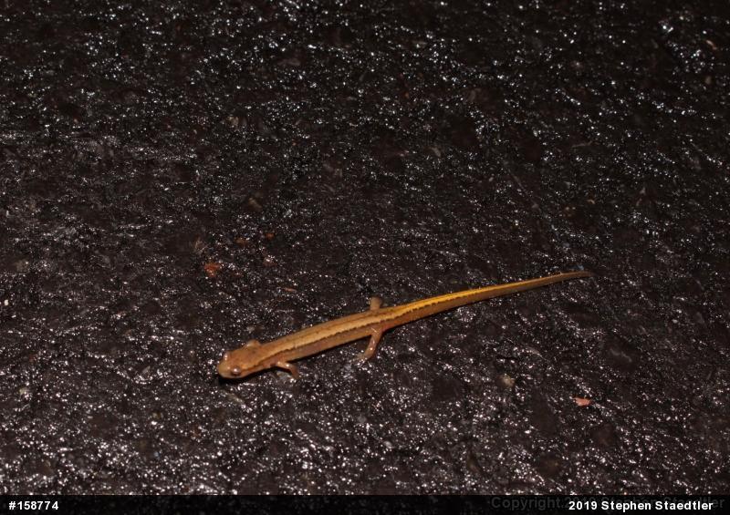 Northern Two-lined Salamander