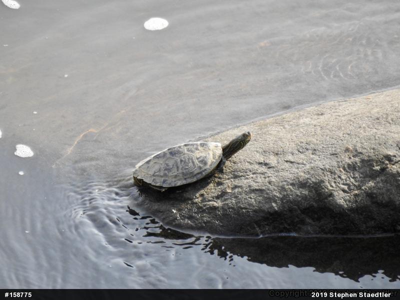 Northern Map Turtle
