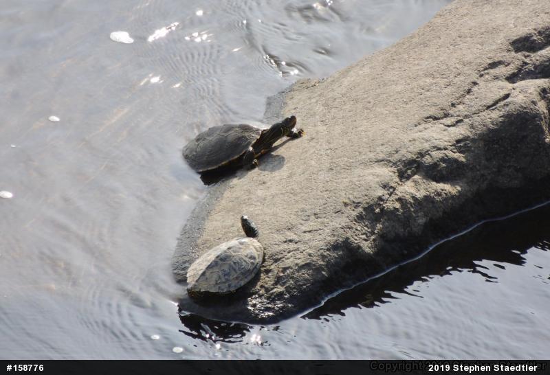 Northern Map Turtle