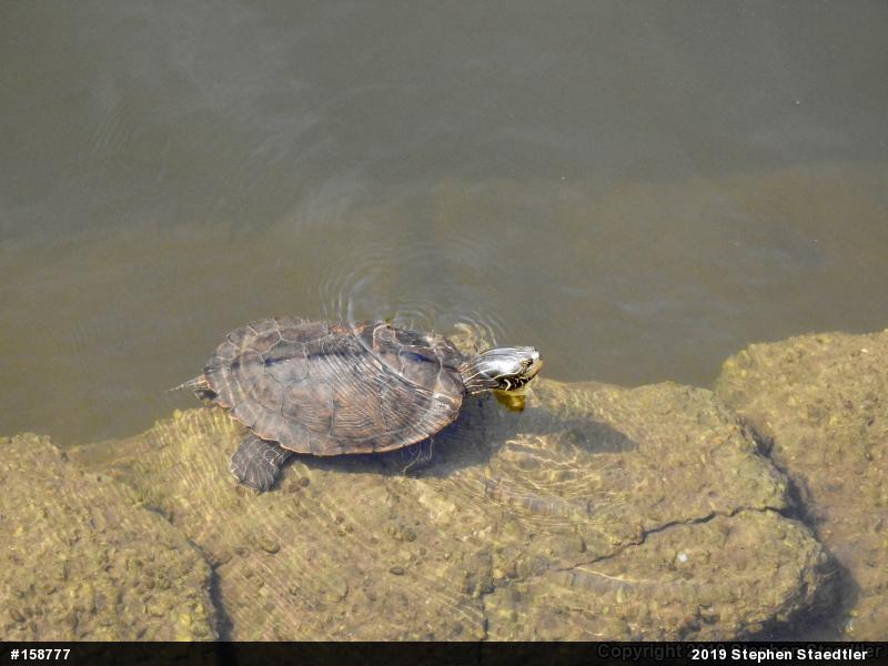 Northern Map Turtle