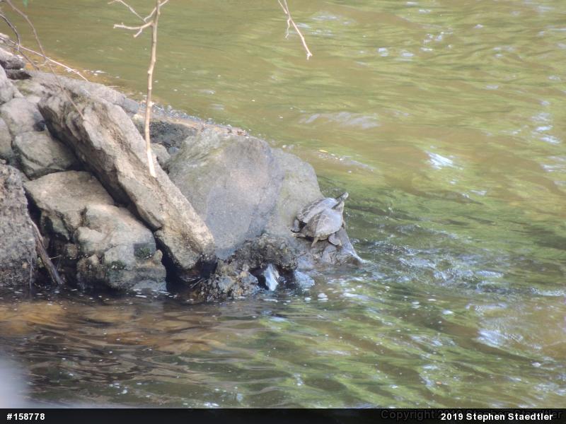 Northern Map Turtle