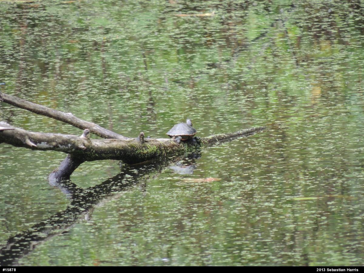 Red-eared Slider