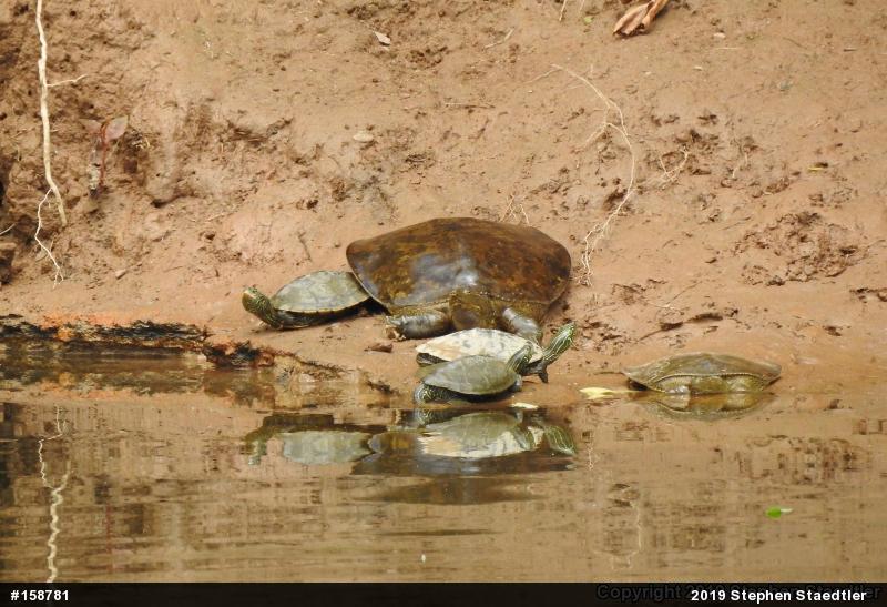 Eastern Spiny Softshell