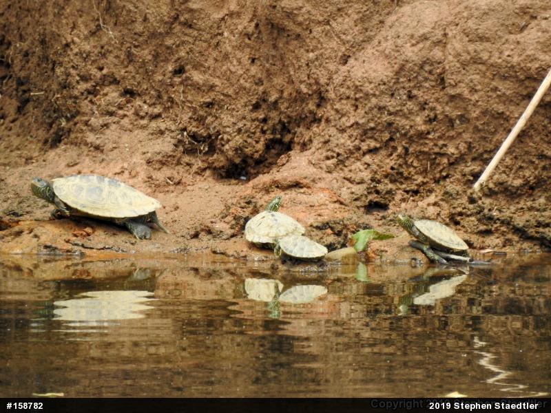 Northern Map Turtle