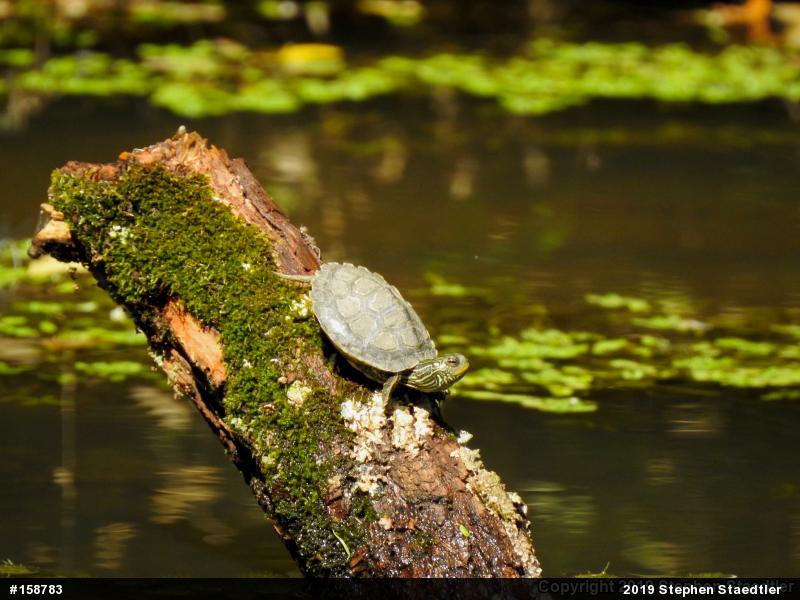 Northern Map Turtle