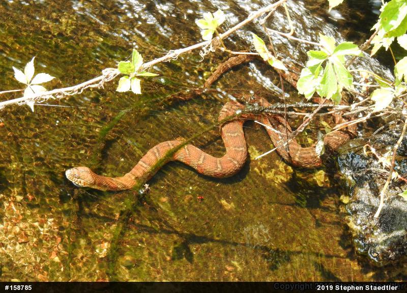 Northern Watersnake