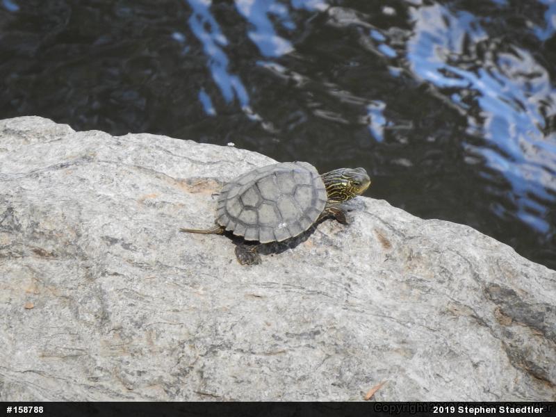 Northern Map Turtle