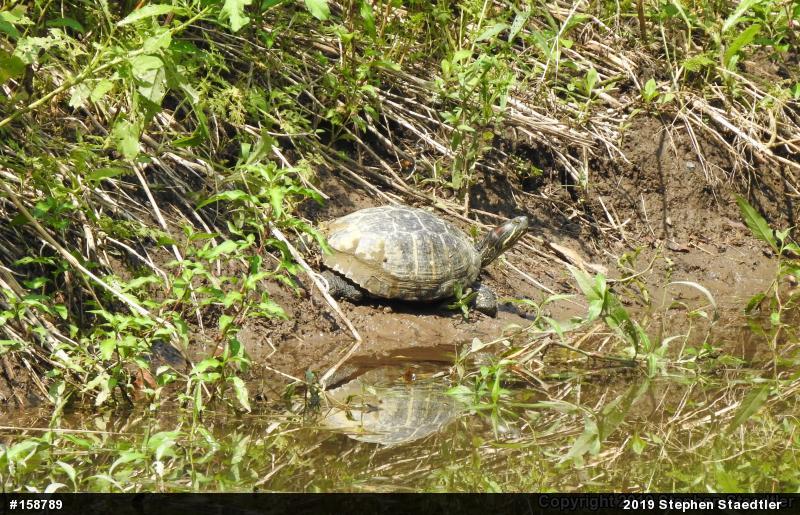 Red-eared Slider