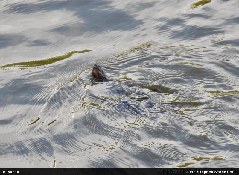 Red-eared Slider