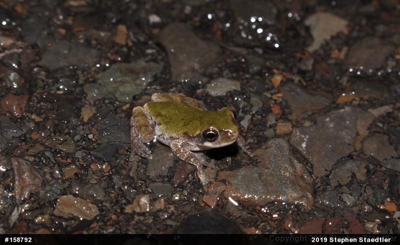 Unknown Gray Treefrog