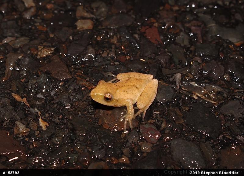 Spring Peeper