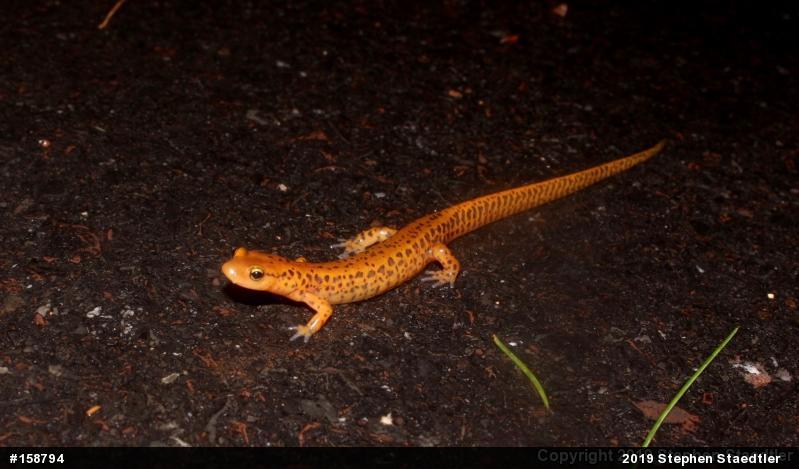 Eastern Long-tailed Salamander