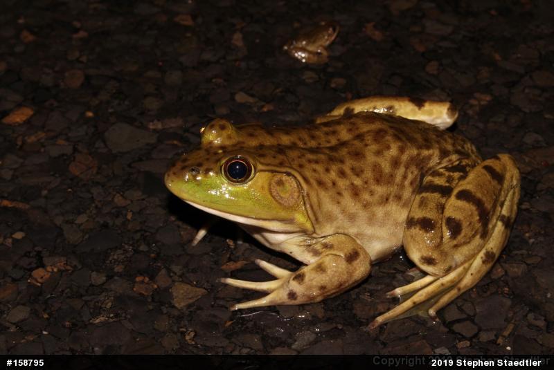 American Bullfrog