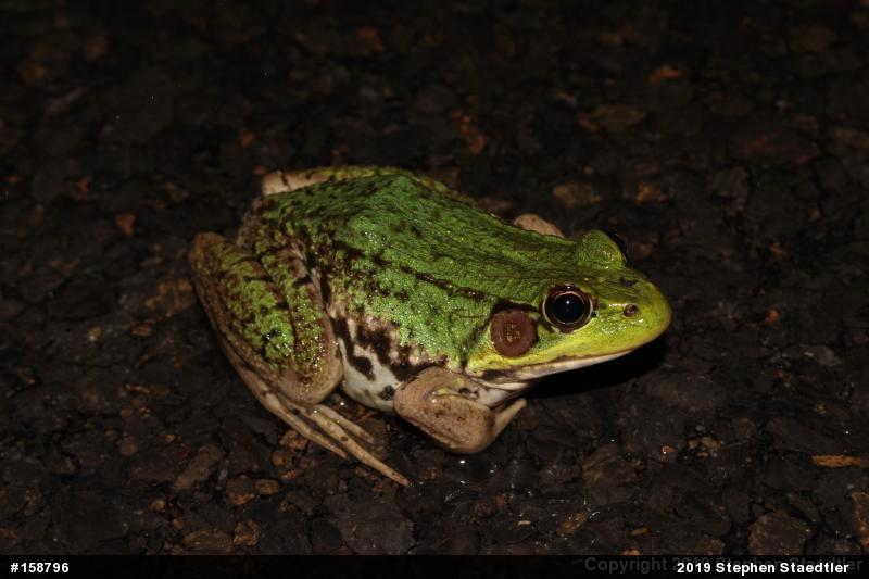 Green Frog