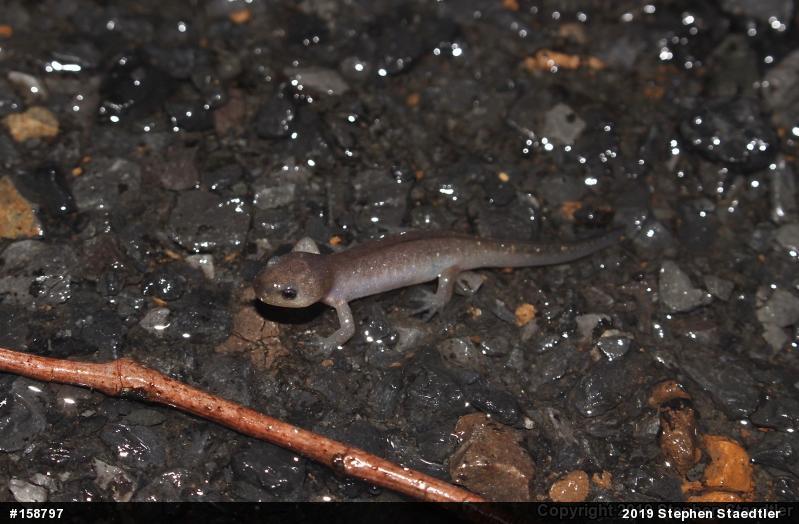 Spotted Salamander