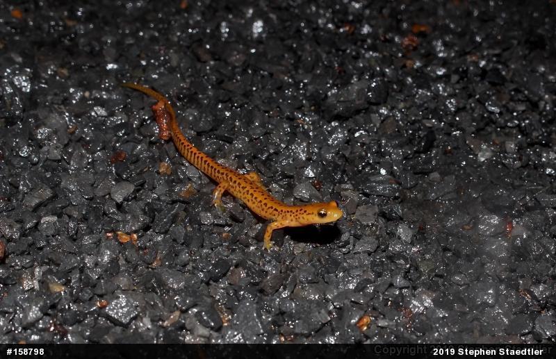 Eastern Long-tailed Salamander