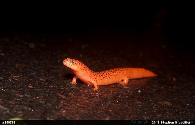 Northern Red Salamander