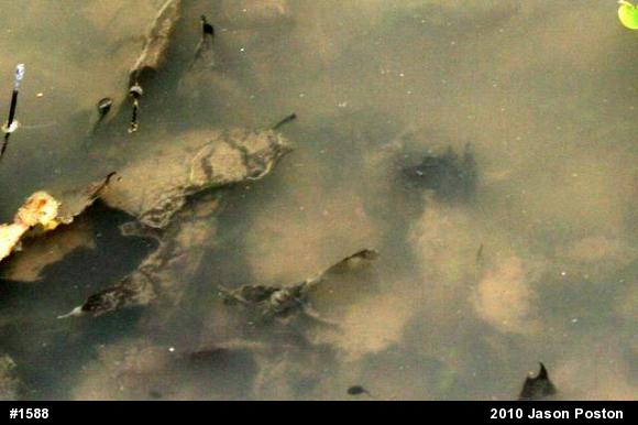 Eastern American Toad