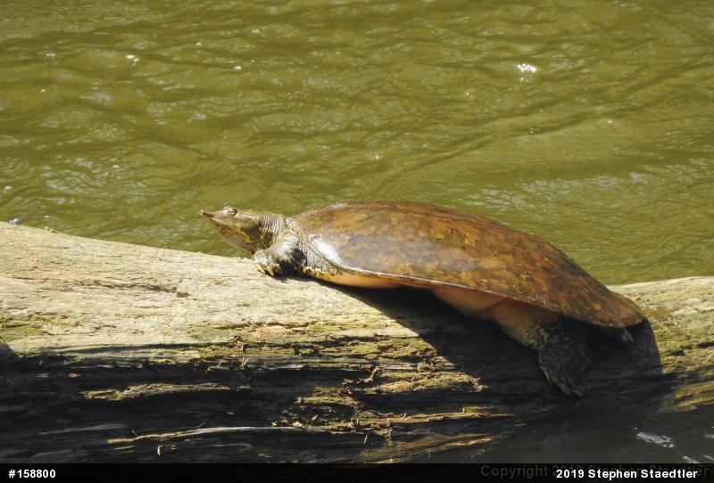 Eastern Spiny Softshell