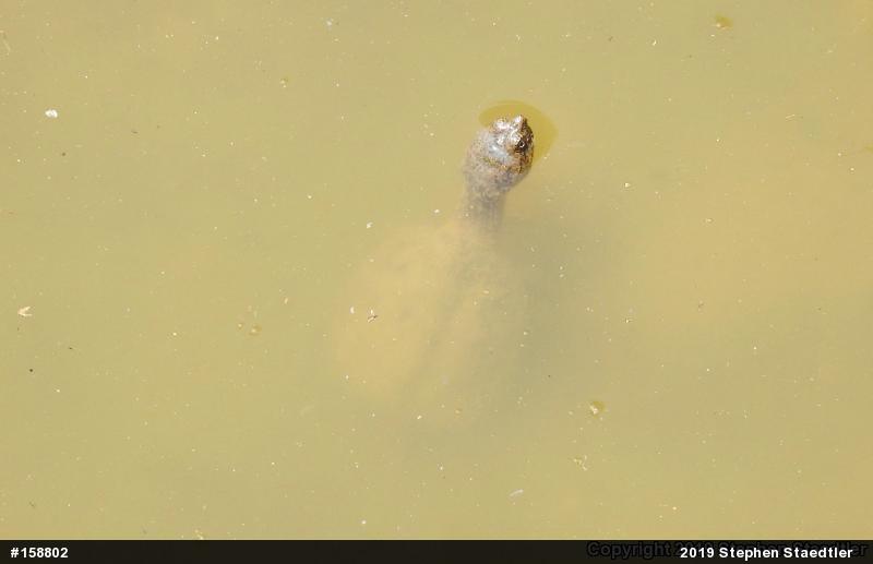 Snapping Turtle