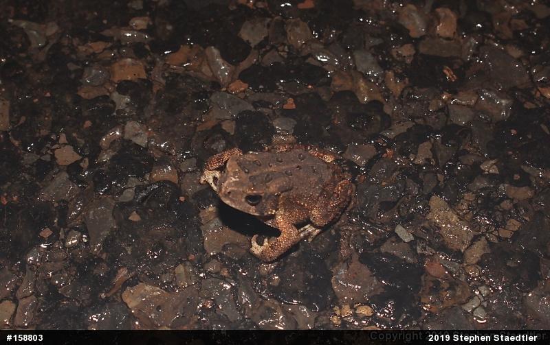 Eastern American Toad