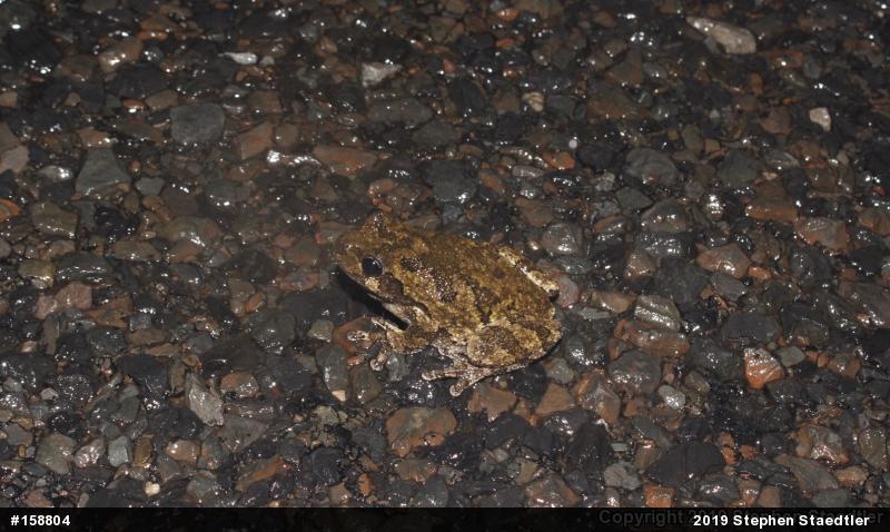 Unknown Gray Treefrog
