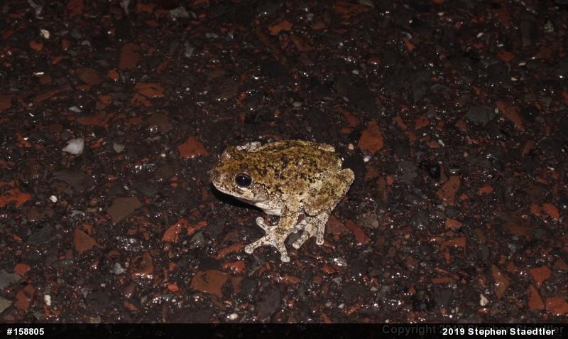 Unknown Gray Treefrog