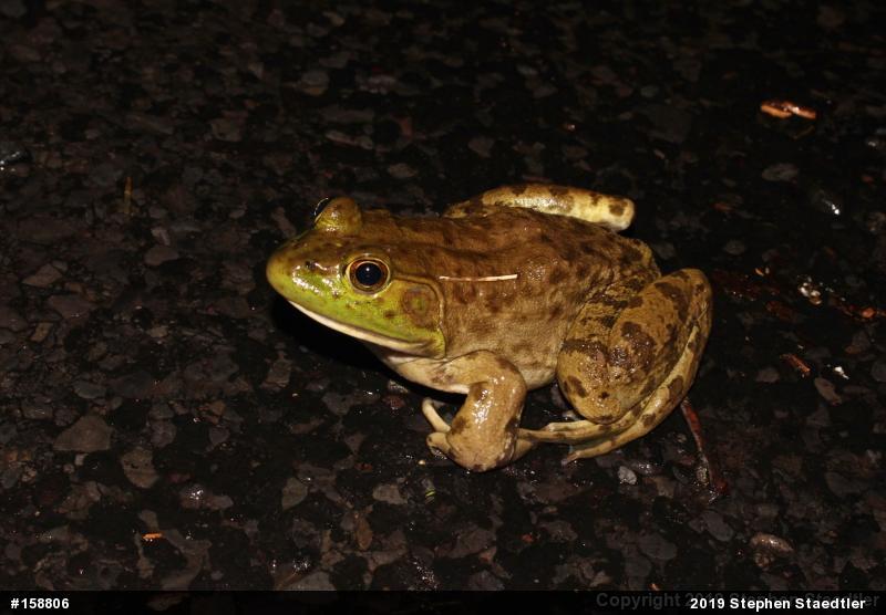 American Bullfrog