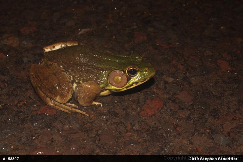 Green Frog