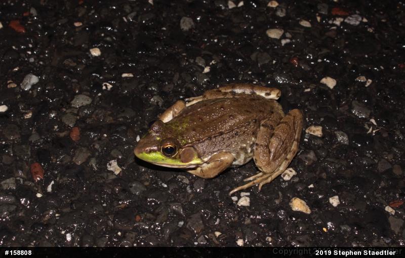 Green Frog