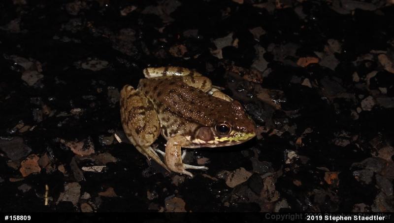 Green Frog
