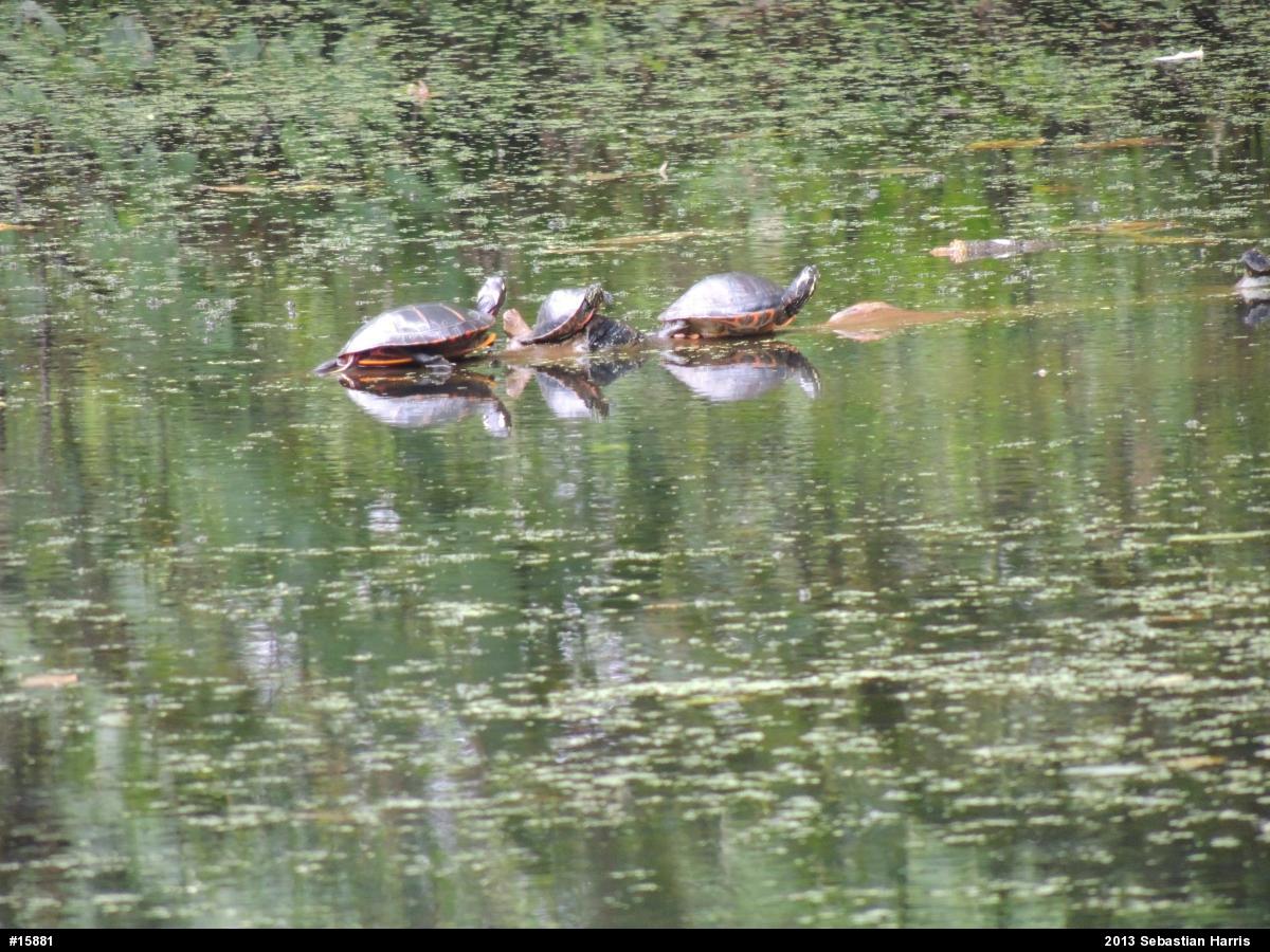 Eastern Painted Turtle