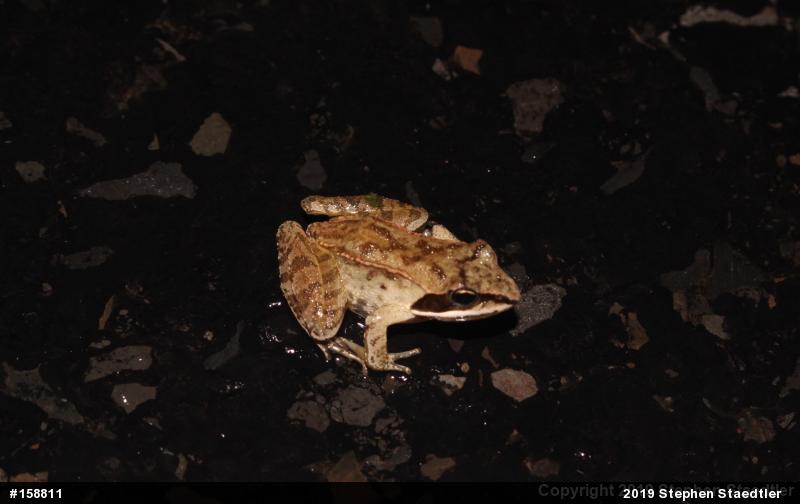 Wood Frog