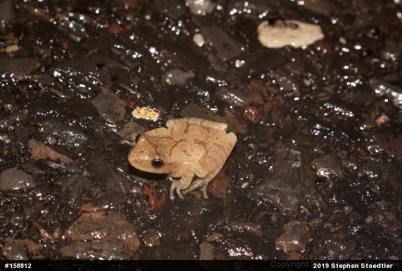 Spring Peeper