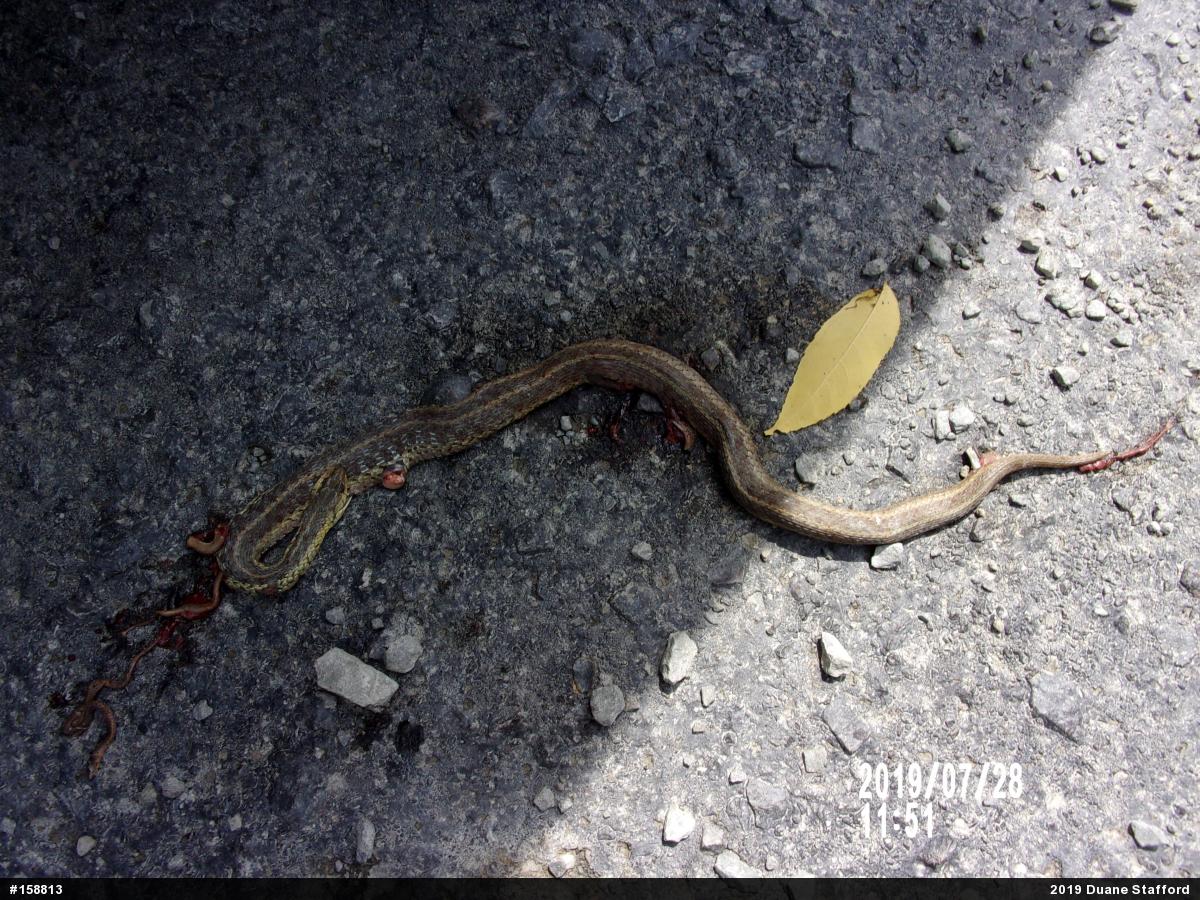 Eastern Gartersnake