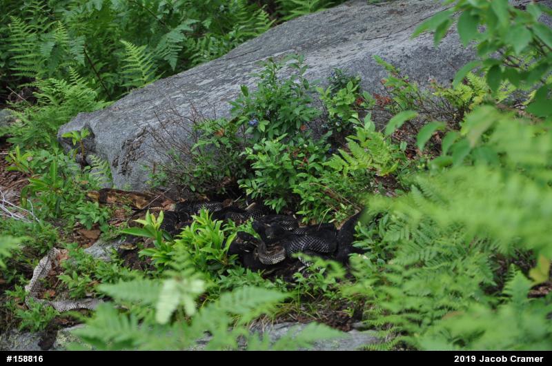 Timber Rattlesnake